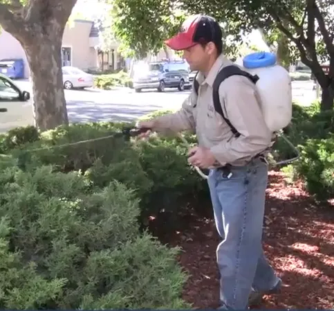 A person wearing a cap and backpack sprayer is applying pesticide to bushes in a garden setting.