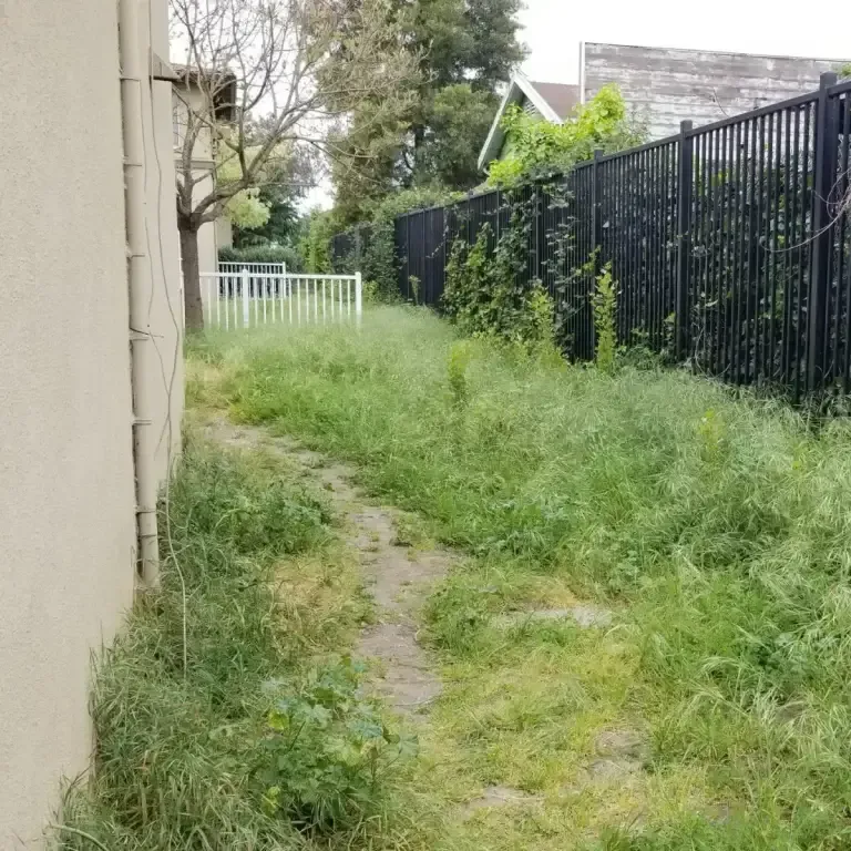 Overgrown backyard pathway next to a house, bordered by a tall metal fence covered in vegetation.
