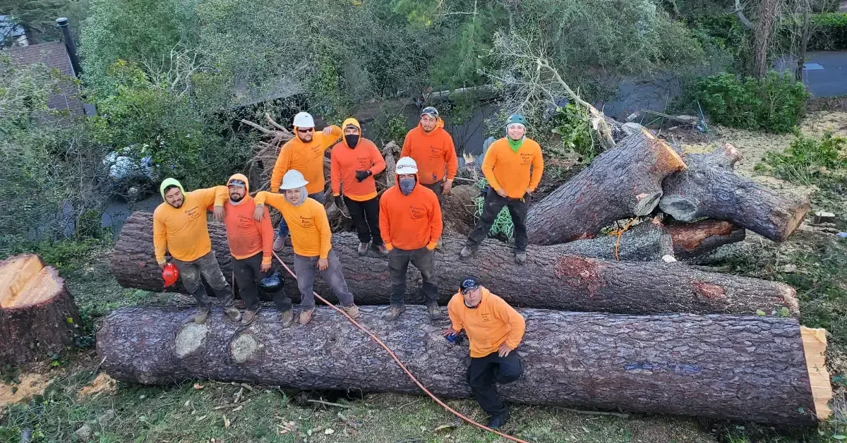 A group of workers from AbsoluteBestCare in Concord, wearing orange safety gear, stand atop large felled tree trunks, showcasing teamwork and expertise in tree removal.