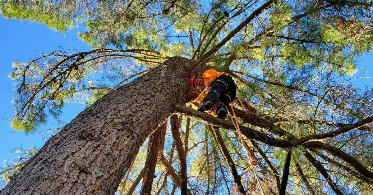 A tree professional from AbsoluteBestCare climbs a large tree in Concord, wearing safety gear and harnesses, against a backdrop of bright blue sky and green foliage.