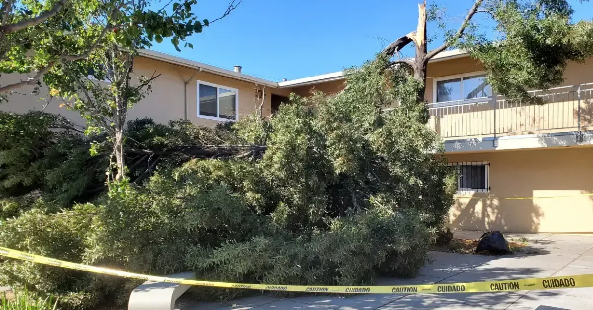 A fallen tree resting against a building with caution tape around it, highlighting storm damage in Concord.