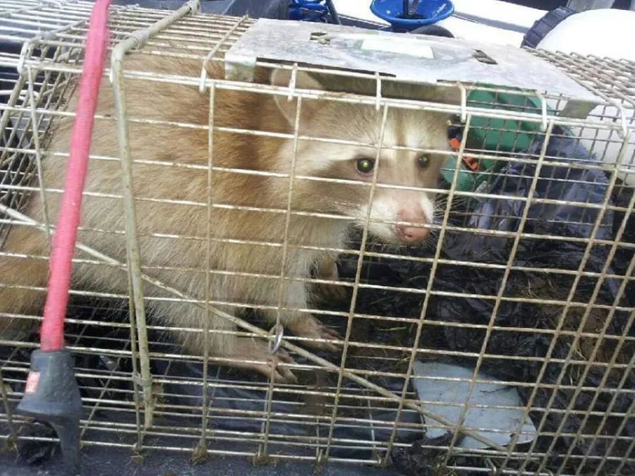 A raccoon safely contained in a humane trap, highlighting All N One Pest Eliminators' approach to wildlife control in Antioch.