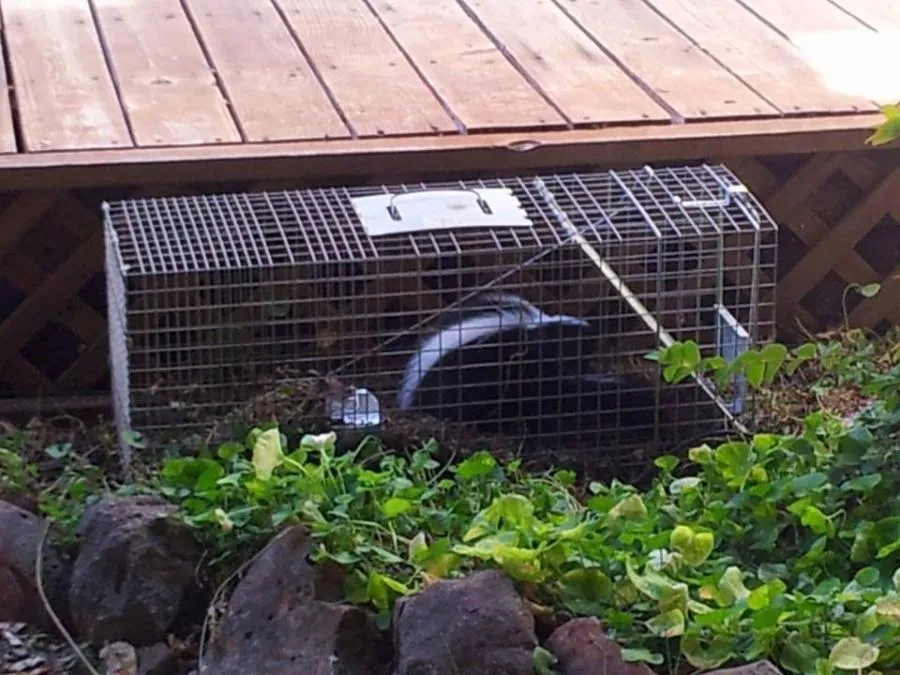 A skunk trapped in a humane cage placed on the ground near a wooden deck, demonstrating pest control by All N One Pest Eliminators in Antioch.