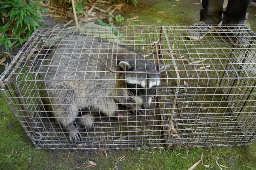 A captured raccoon inside a metal cage placed outdoors, demonstrating pest control measures.