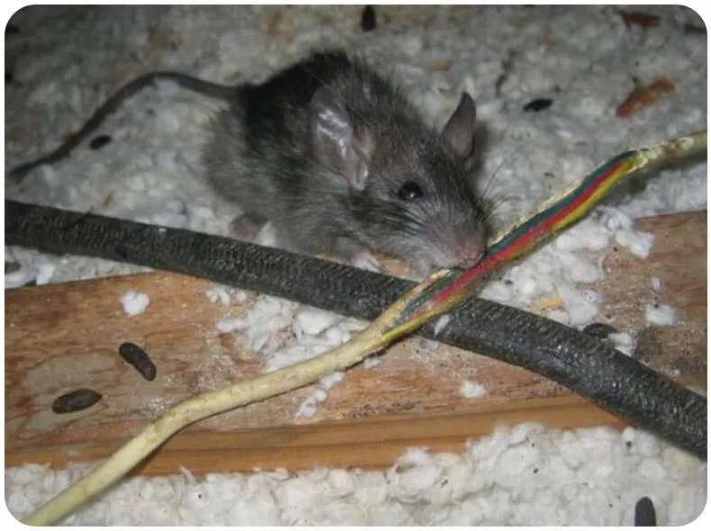 A mouse chewing on exposed wires surrounded by insulation debris, highlighting potential damage in an attic space.