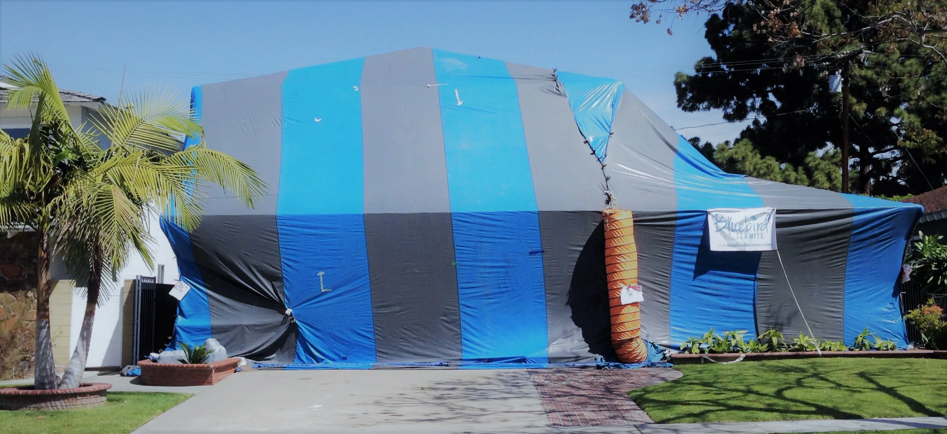 A house in Burlingame covered with a blue and gray striped tent for fumigation by Bluebird Termite.