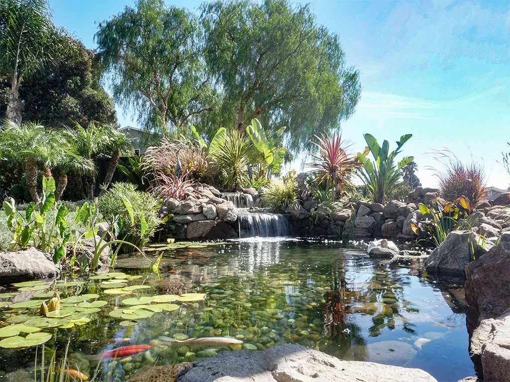 A lush garden pond designed by California Aqua Pros, featuring a waterfall, colorful plants, and koi fish in Discovery Bay.