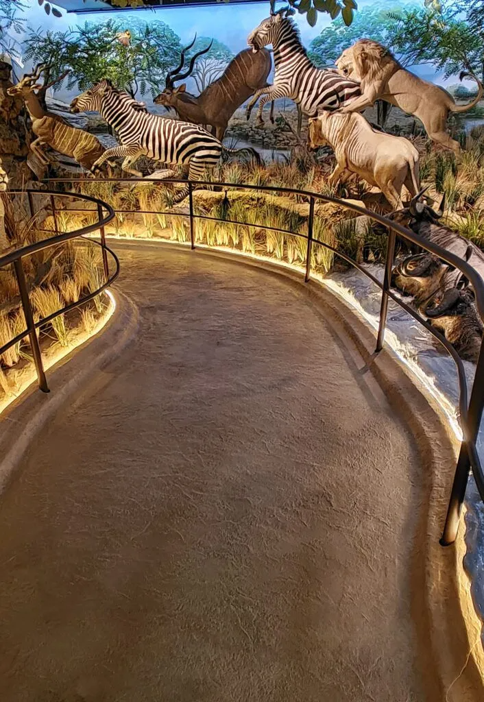 A pathway with a smooth concrete overlay, bordered by a railing, leading past an elaborate wildlife diorama featuring zebras and other animals in a natural setting.