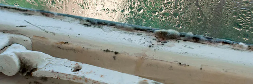 "Close-up of mold growth on a window frame, highlighting the importance of Curran Environmental Services Inc. in Petaluma for effective mold remediation."