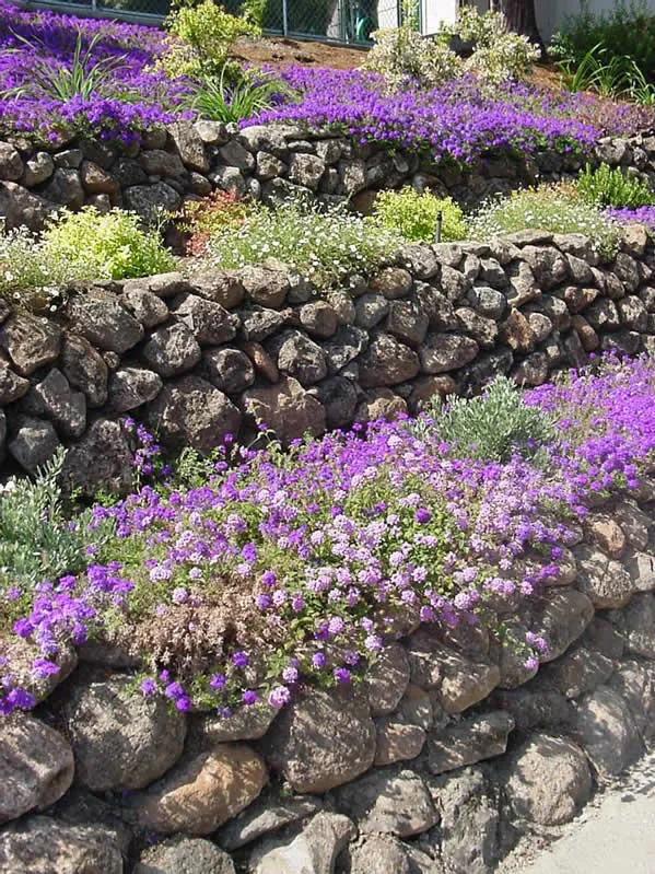 A series of stone terraces adorned with vibrant purple and yellow flowers, created by Dana Lund Landscaping in San Ramon.