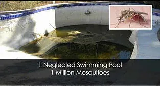 Image of a neglected swimming pool with murky water, accompanied by an inset photo of a mosquito. Text on the image reads "1 Neglected Swimming Pool, 1 Million Mosquitoes."