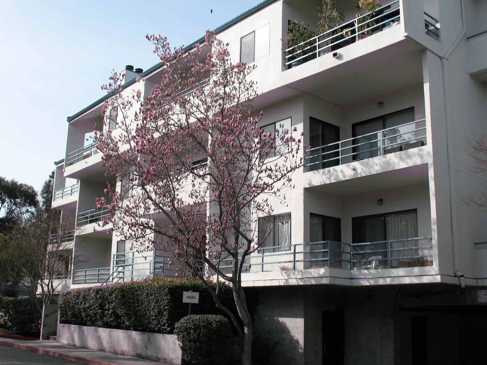 A white apartment building in SanJose with a blooming tree in the foreground, painted by FaithPainting.