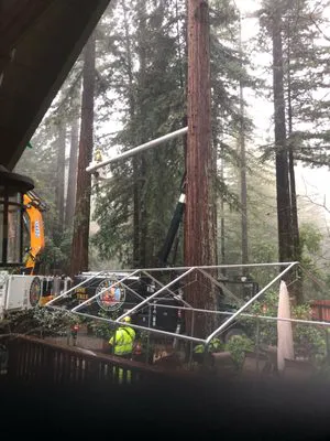 Arborists from Fine Tree Care operating equipment among tall redwood trees in a misty Sebastopol forest setting.