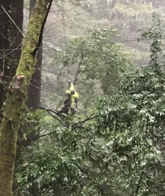 A person in protective clothing climbs a tree surrounded by dense foliage, performing maintenance work for Fine Tree Care in Sebastopol.