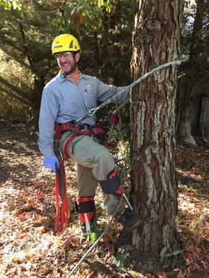 A tree care professional wearing safety gear and helmet, standing by a tree with ropes, performing maintenance work in a wooded area.