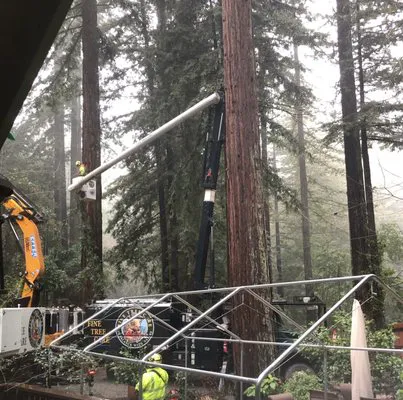 "Workers from Fine Tree Care using a crane and lift to access tall redwood trees for maintenance in a forested area in Sebastopol."