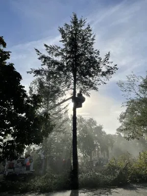 An arborist in a lift pruning a tall tree with surrounding greenery and morning mist in Sebastopol.