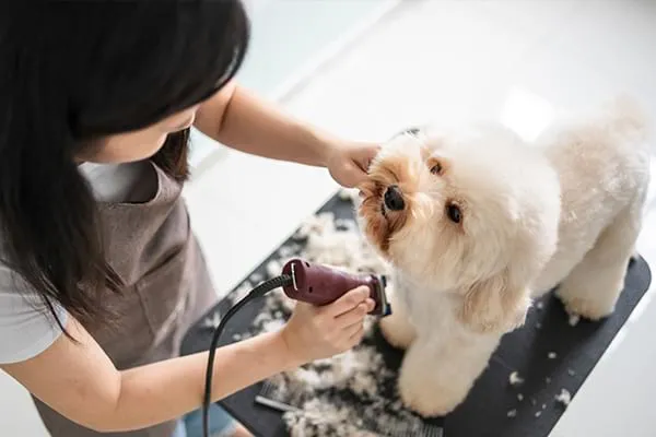 A dog being groomed by a person using clippers, with fur scattered on the grooming table, at Four Paws Pet Ranch in Santa Rosa.