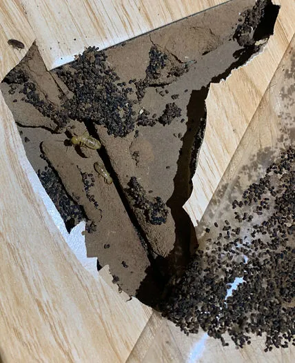Close-up image of termite damage on a wooden surface, showcasing the need for professional termite control services in San Jose.