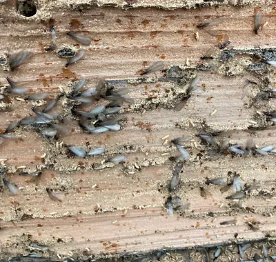 Close-up image of termites infesting wooden beams, highlighting the need for effective pest control in San Jose.