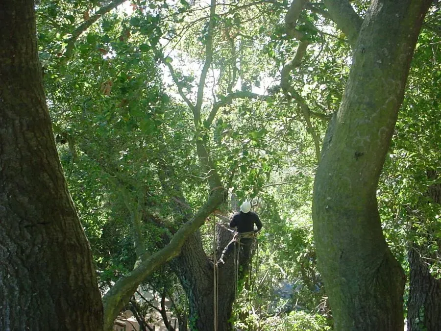 A tree worker in a harness and helmet carefully tends to large trees in a forested area in Orinda.