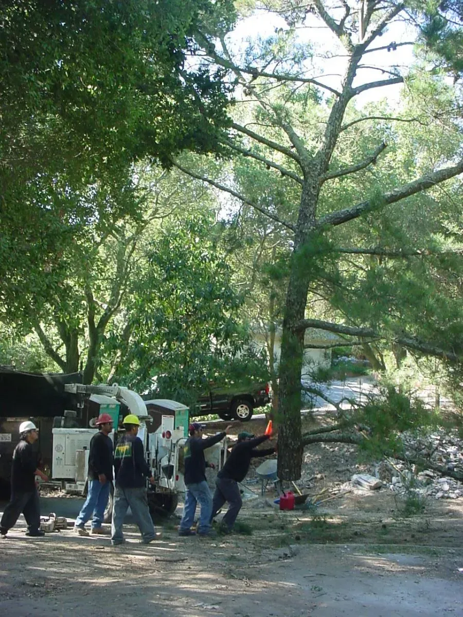 A team from Horticultural Services, LTD working together to cut down a tree in a wooded area in Orinda, using equipment and proper techniques.