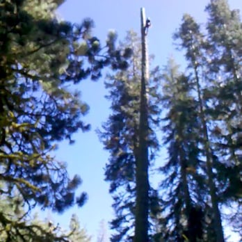 A person climbing a tall tree, surrounded by other tall trees in a forest, under a clear blue sky.