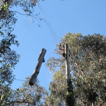 An individual climbing a tall eucalyptus tree, securing and removing a large section of the trunk with ropes, against a backdrop of a clear blue sky.