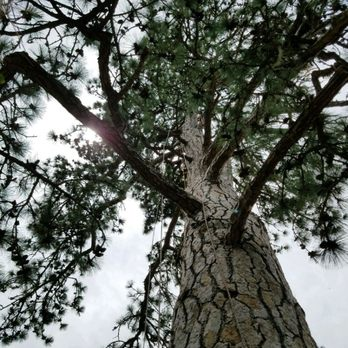 Upward view of a tall tree with lush branches and sunlight streaming through, captured in Los Gatos, highlighting the services of Koala Tree Care.