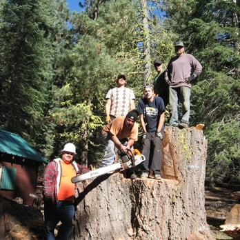 A group of workers from Koala Tree Care standing on and around a large tree stump in a forest, showcasing their tree removal work in Los Gatos.