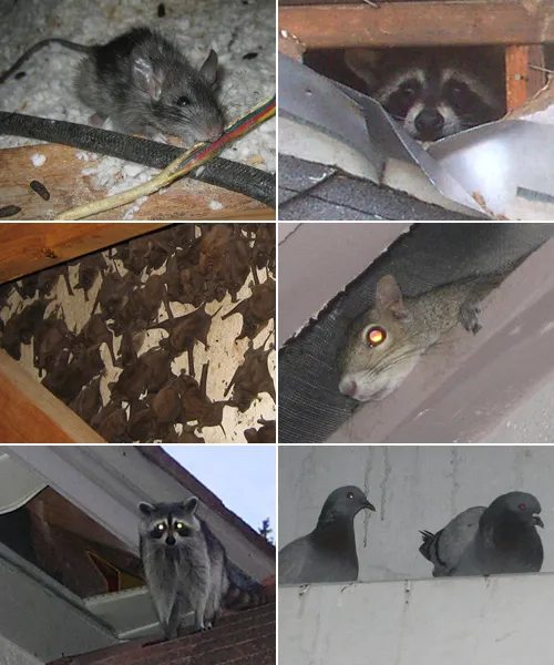 A collage of six images showing common pests: a mouse, raccoon, bats, squirrel, another raccoon, and pigeons, illustrating the types of wildlife removed by Mighty Men Services in Benicia.