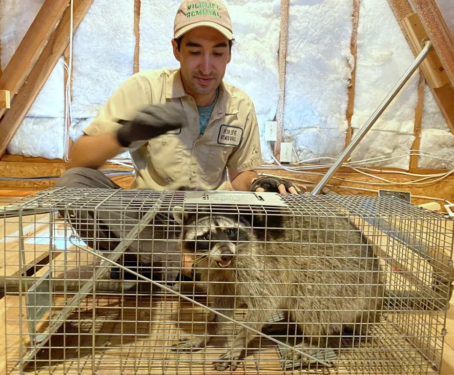 A person in protective clothing, sitting next to a live raccoon inside a cage in an attic, engaged in wildlife removal.