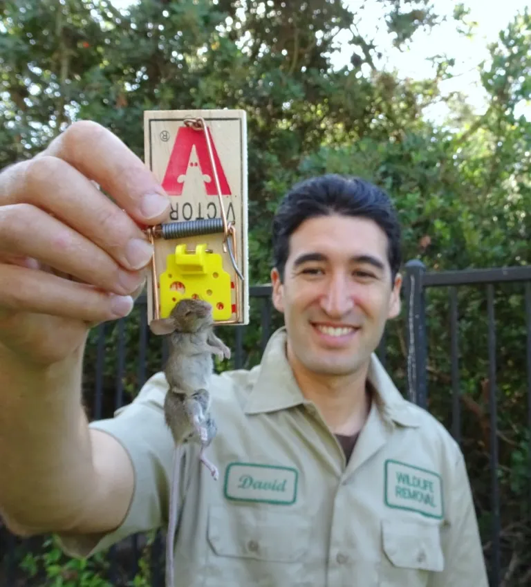 A person from Mighty Men Services in Benicia holding a set mousetrap displaying safe and effective pest control.