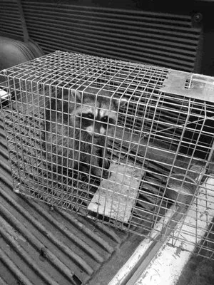 A raccoon safely contained in a humane trap by Mighty Men Services in Benicia, demonstrating effective wildlife control.