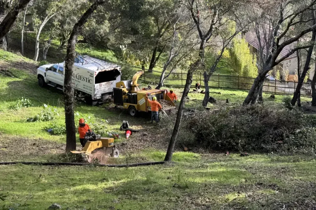 Workers from Majestic Tree Service operating machinery and performing tree removal tasks in a wooded area in San Jose.