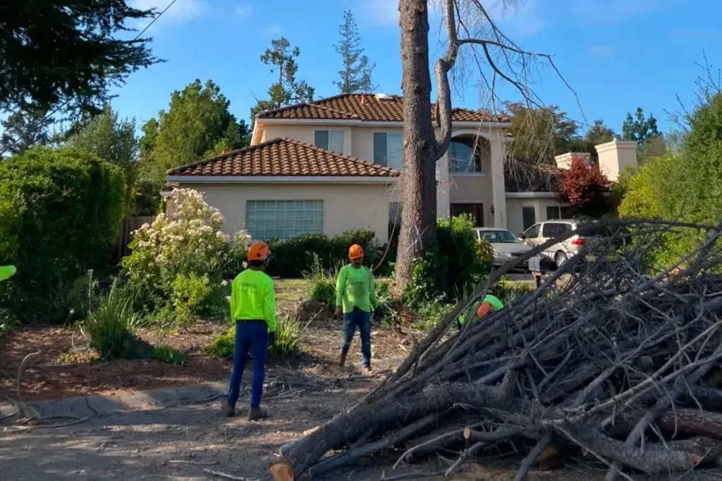 "Tree removal service by Majestic Tree Service in San Jose, featuring workers in bright safety gear managing tree branches in front of a residential house."