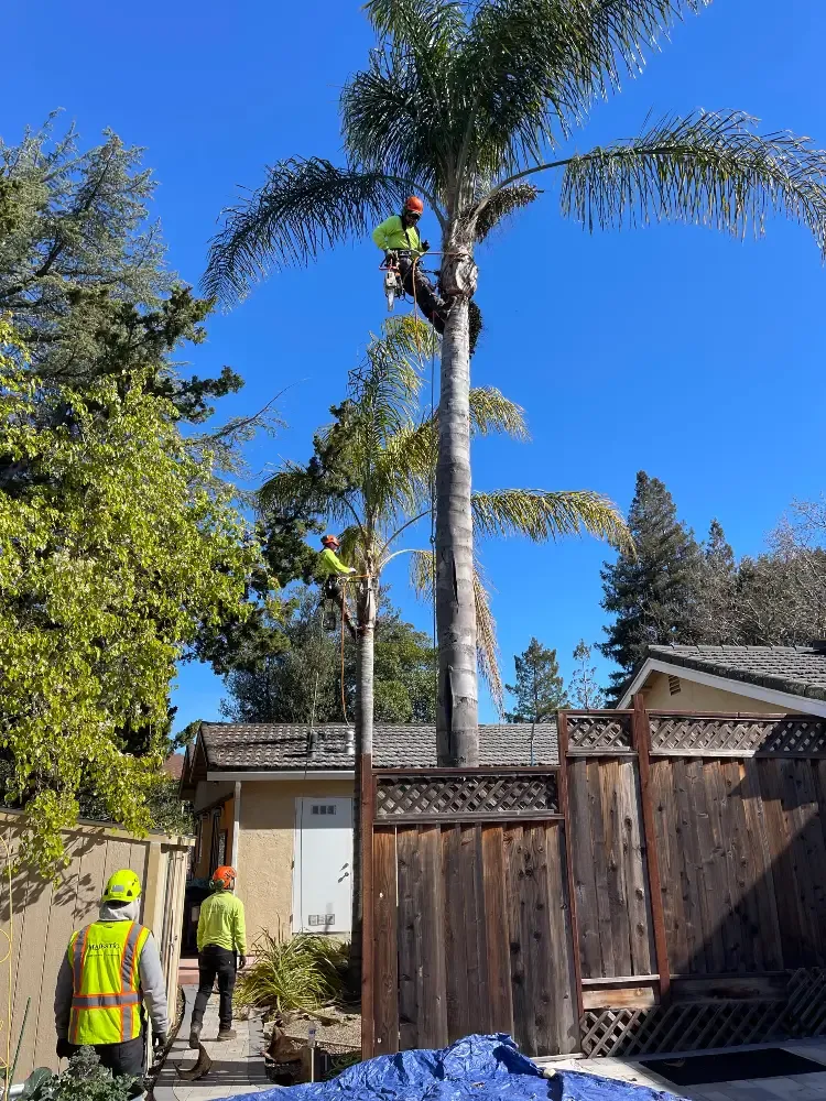 Workers from Majestic Tree Service performing tree trimming on a tall palm tree in a San Jose backyard.