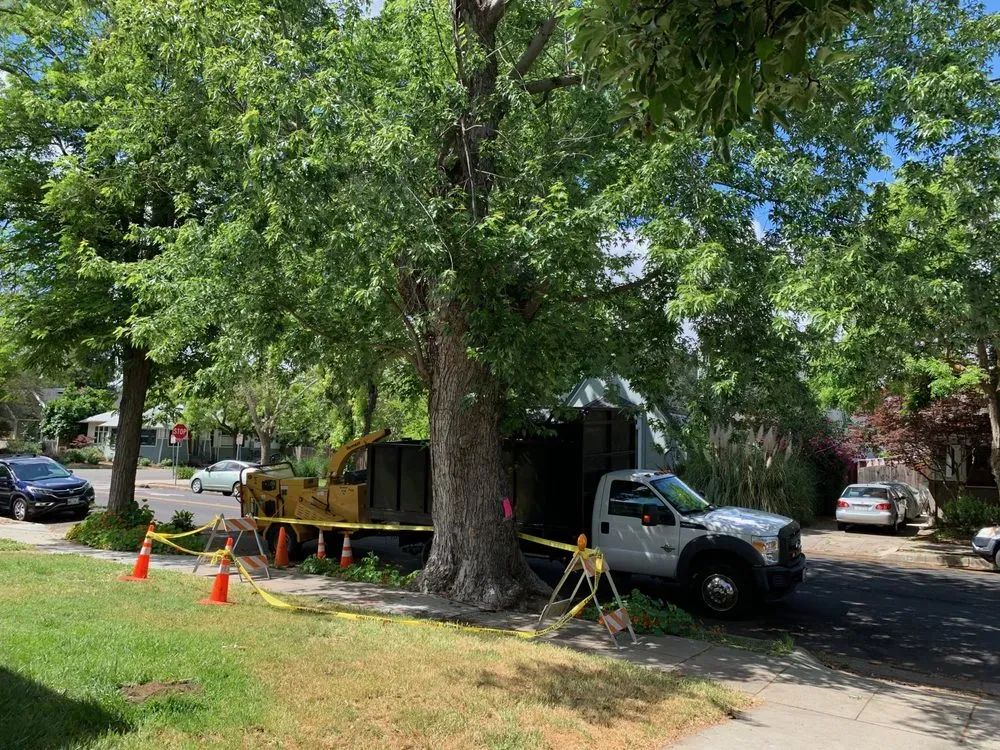 A Majestic Tree Service truck and equipment set up on a residential street in San Jose, surrounded by lush green trees.