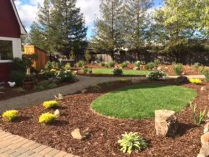 A well-designed garden landscape by Manzanita Landscape Construction, Inc. in Windsor, featuring a circular lawn, mulch borders, plants, and trees.