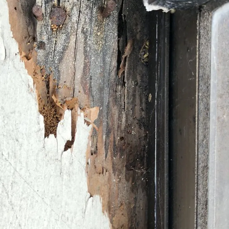 Close-up of wood severely damaged by termites, showing peeling paint and exposed areas, highlighting the need for termite treatment services in Campbell.