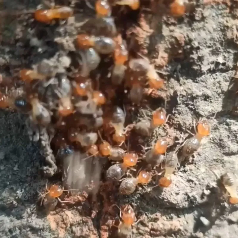 "A cluster of termites on a wooden surface, highlighting the need for pest control services in Campbell offered by Mightymite Termite Services."
