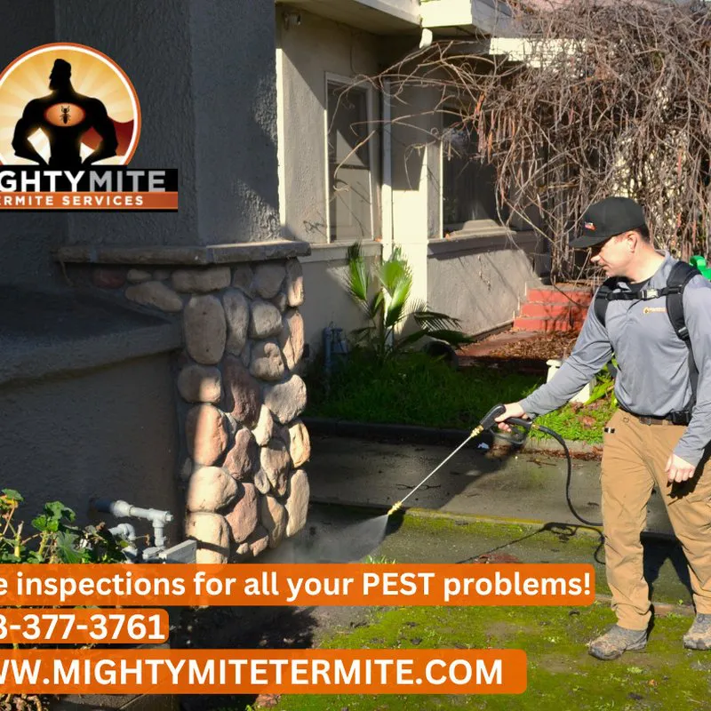 "A Mightymite Termite Services technician in Campbell spraying a residential exterior to control pests, with company branding visible."