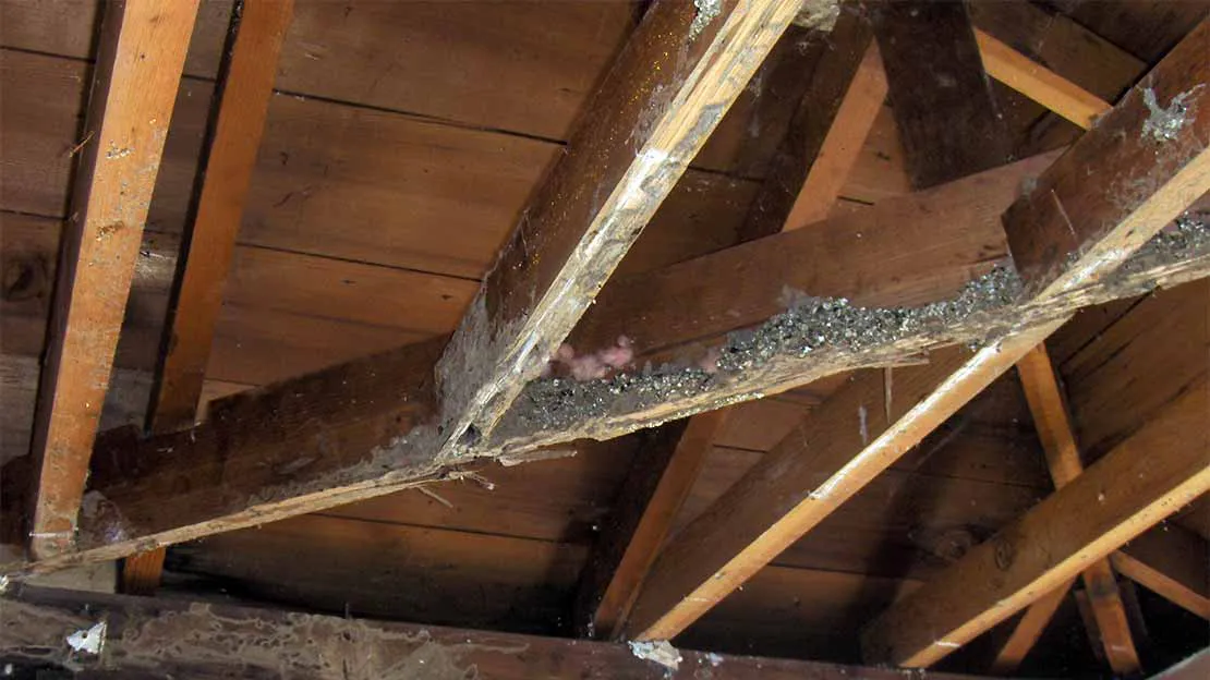 Image of wooden beams in a roof, showing visible termite damage and debris, highlighting the need for professional intervention by Pacific Coast Termite in Fremont.