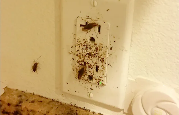 An electrical outlet in San Jose infested with cockroaches, highlighting the pest control challenges faced by Presto Pest Control, Inc.