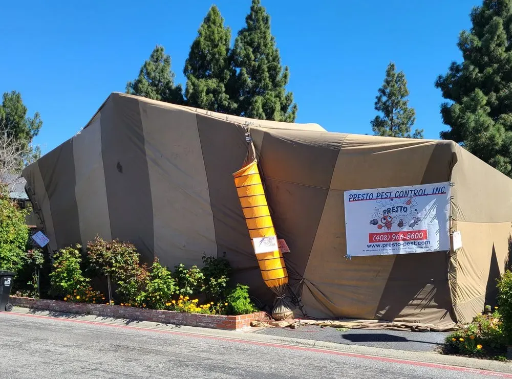 A house in San Jose covered with a large beige and brown striped tent for fumigation, featuring a sign for Presto Pest Control, Inc.