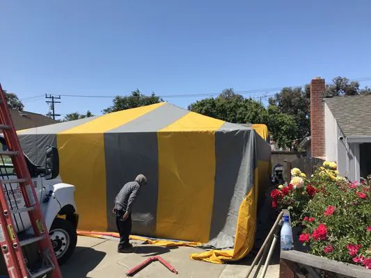 Worker inspecting a house covered with a yellow and gray tent for termite fumigation by Proven Termite Solutions in San Jose.