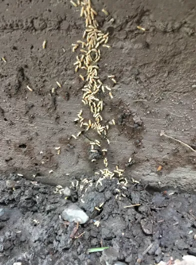 Image of a termite infestation on a wall, illustrating the pest problem addressed by Redwood Empire Termite and Pest Control in Windsor.