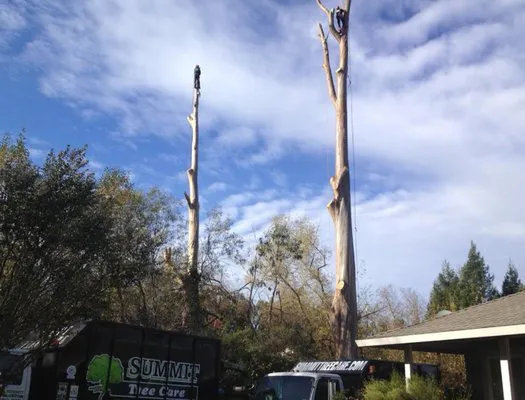 Two tall tree trunks are being serviced by arborists from Summit Tree Care in Petaluma, with a truck and equipment visible below against a backdrop of blue sky and clouds.