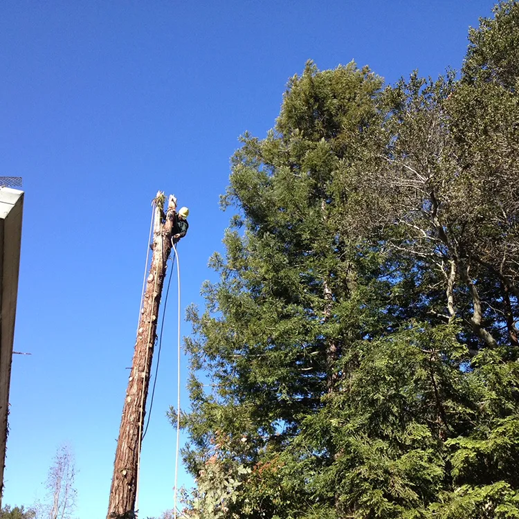 "A worker from Summit Tree Care climbs a tall, stripped tree trunk against a clear blue sky in Petaluma, equipped with safety gear and ropes."