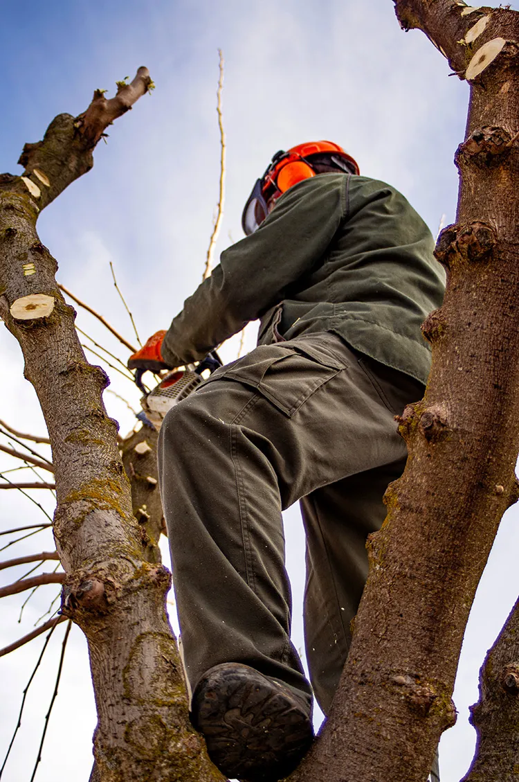 A tree care professional using a chainsaw to trim branches, showcasing Summit Tree Care's expertise in Petaluma.